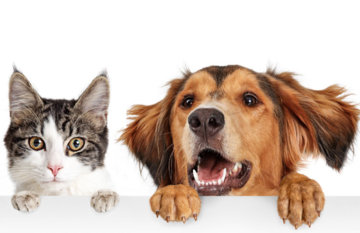 Comment rafrachir son chien ou son chat en t ? 