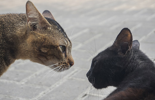Les conflits entre chats expliqus