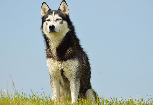 Huile de sardine pour chiens et chats. Compléments alimentaire pour le soin  du pelage et de la peau