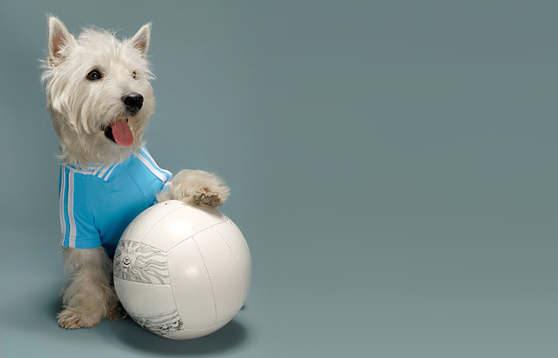 Jouets pour chiens et chiots : les ballons et balles. Animalerie Esonne 91 Montlhéry