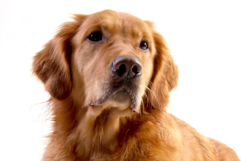 Acheter un Laisse pour chien Biothane Marron clair Medium en ligne à  123paracord - 123Paracord