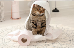 Maison de toilette Bionaire Oster anti odeur pour chat