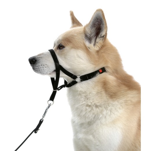 Collier d'éducation Dog Control type Halti