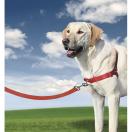 Harnais ducation Easy Walk pour chien