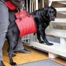 Harnais de soutien antrieur pour chiens handicaps ou  mobilit rduite