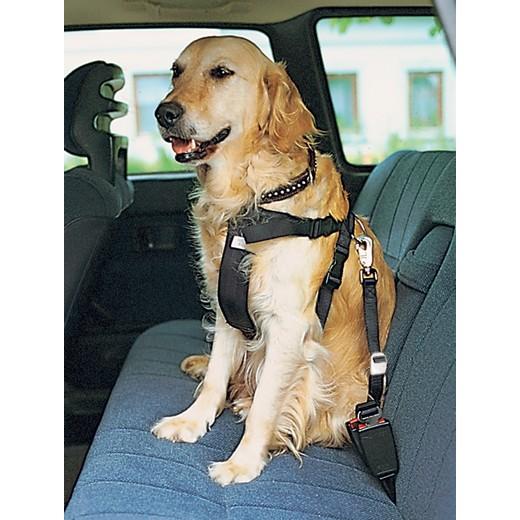 Harnais sécurité voiture pour chien